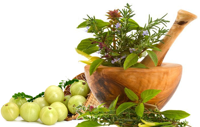 Ayurvedic Herbs - Bhupati Herbals